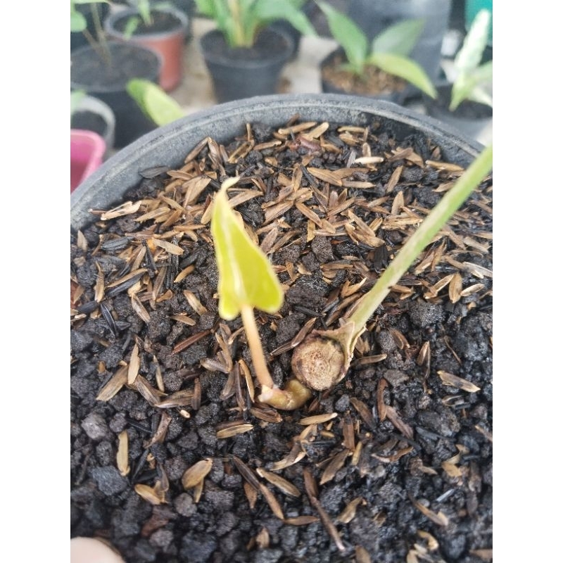 anthurium pteroductyl varigata ( bonggol )