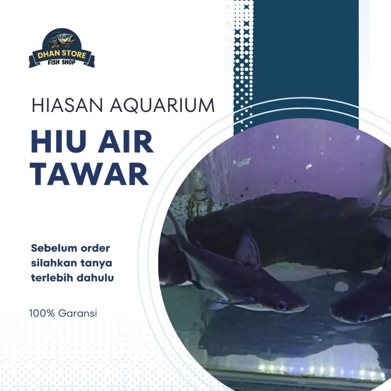 READY GENGHISKHAN/ HIU AIR TAWAR SIZE 10 - 15 CM ( Hiasan Aquarium )