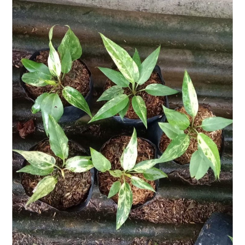 paket Gelombang Cinta varigata putih