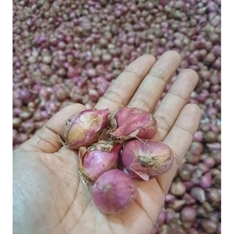 

bawang merah brebes kering termurah