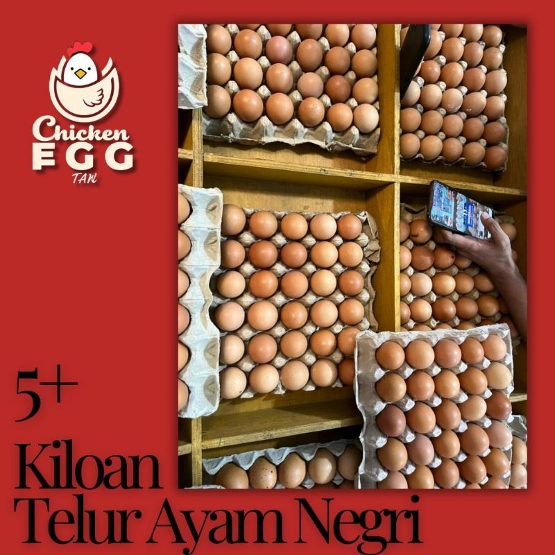 

Telur ayam Negeri 5kg fresh egg