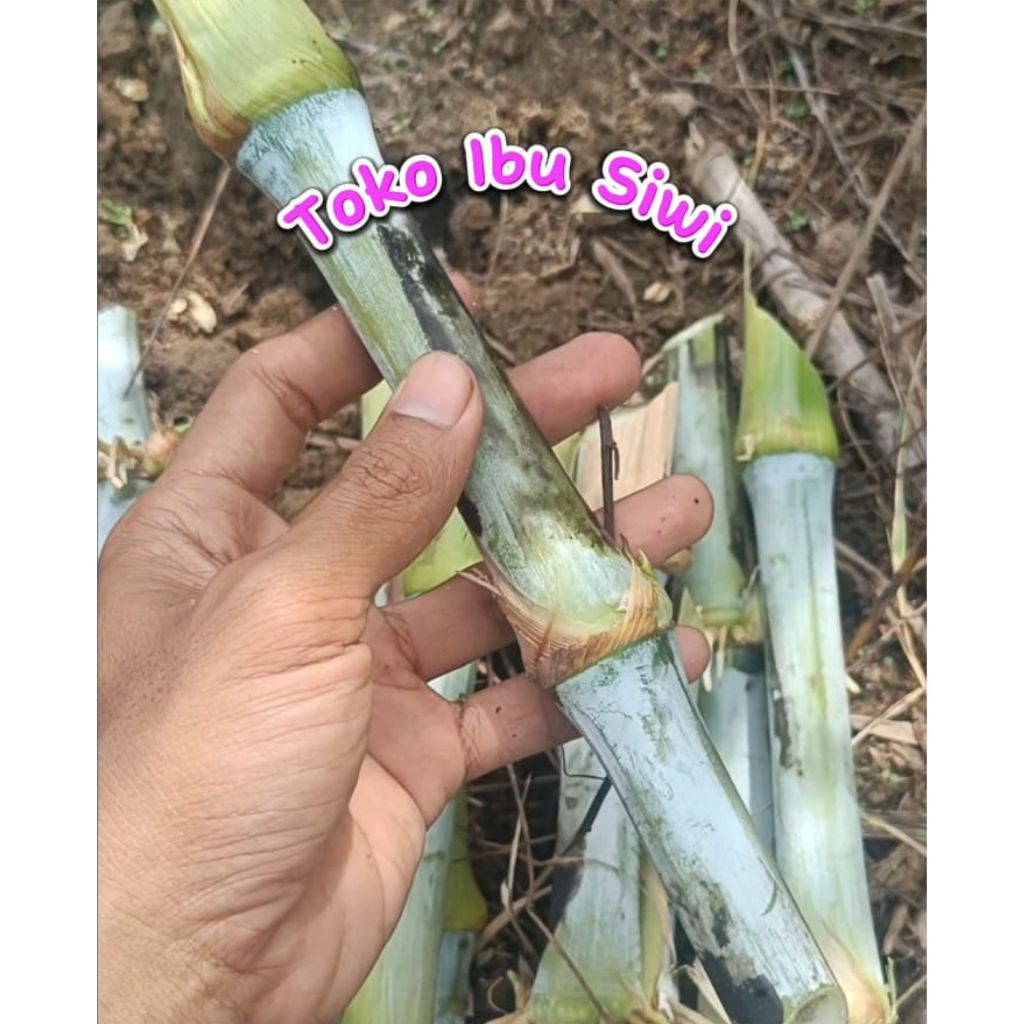 

1 KG BIBIT RUMPUT BIOVITAS BB BIOGEN (TAHAN TERHADAP MUSIM KERING)