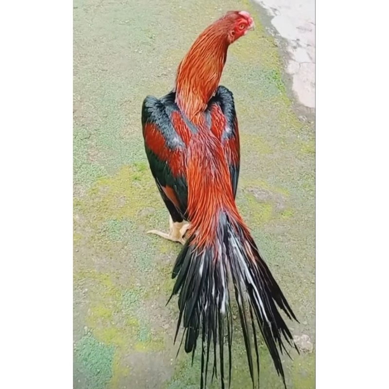 

Ayam bangkok ekor lidi untuk di tetaskan