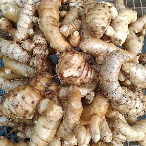

Kurkuma kunyit putih . pres 1kg herbal alami tradisional..