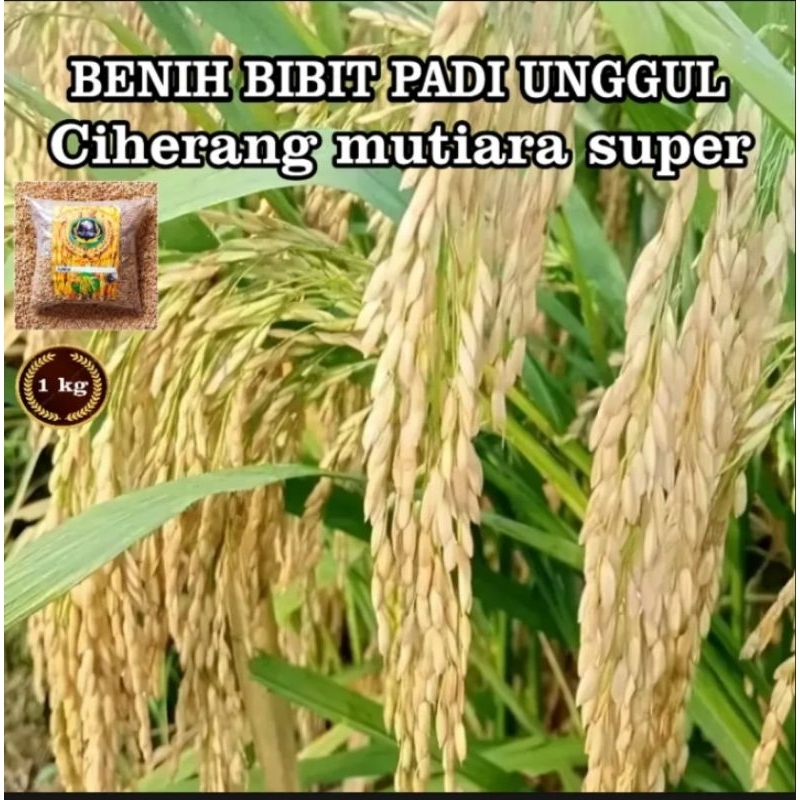 BENIH BIBIT PADI 1 KG SUPER UNGGUL CIHERANG MUTIARA GABAH BERKUALITAS