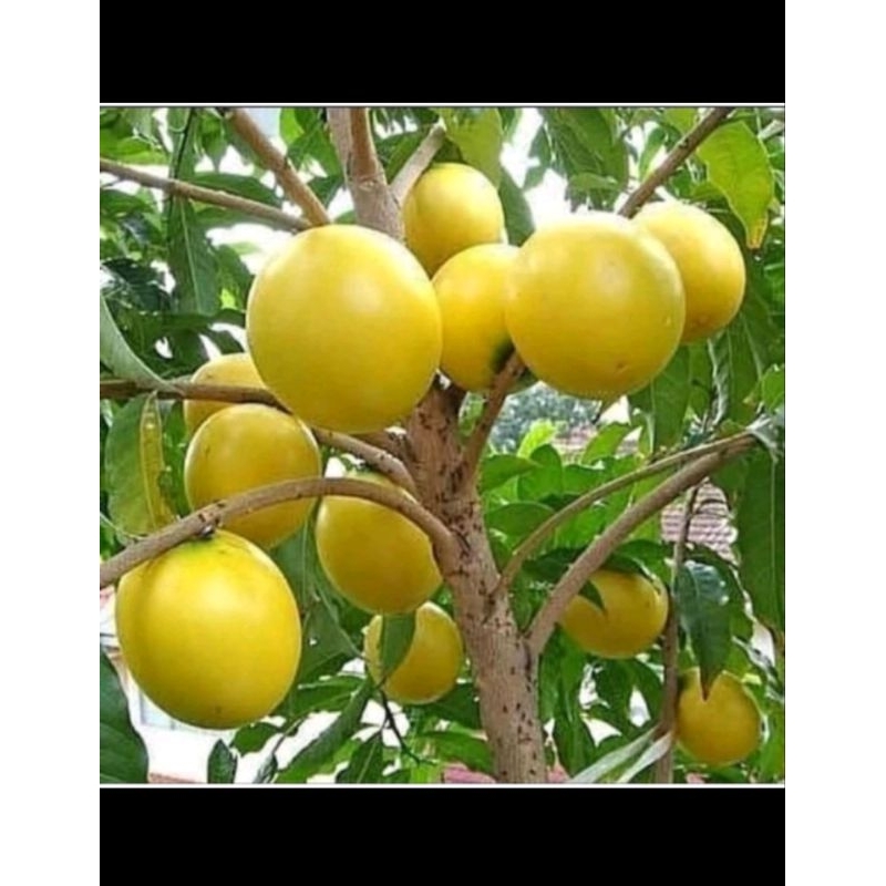 Bibit Buah Sawo Abiu Hasil Okulasi