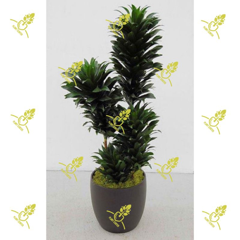 PAKET 3 Tanaman Hias Dracaena Compacta / Janet Craig