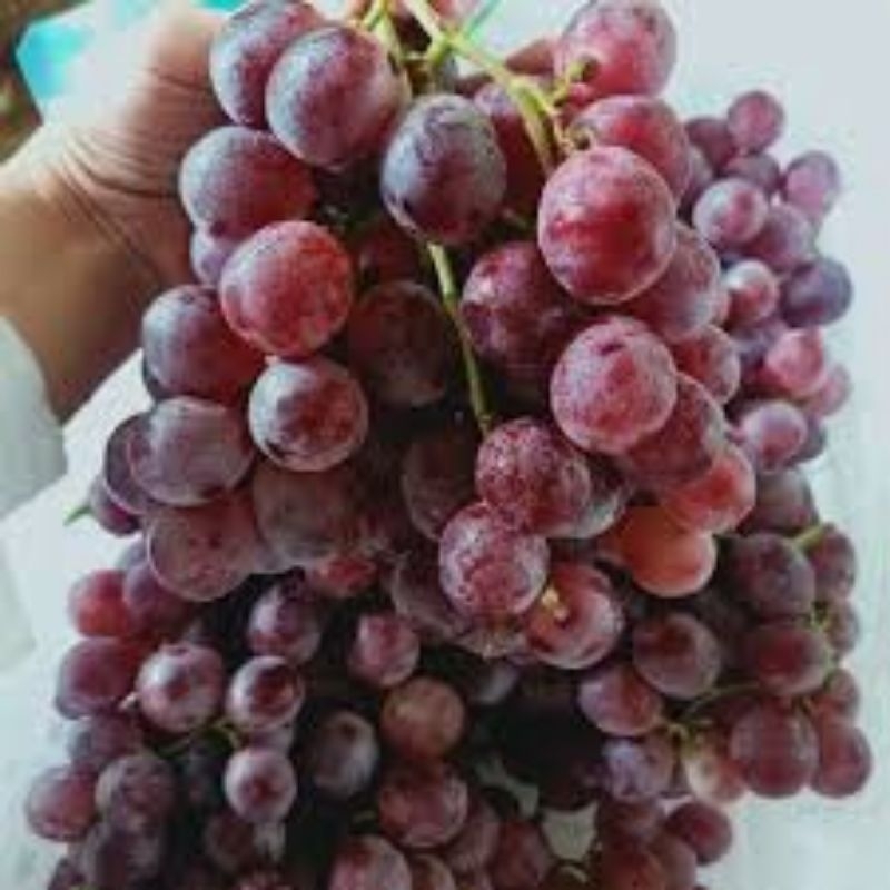 

Buah Anggur Merah Impor/Anggur Merah Impor 250 Gr
