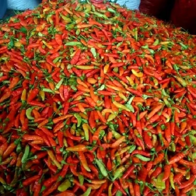 

cabai rawit segar 250gram