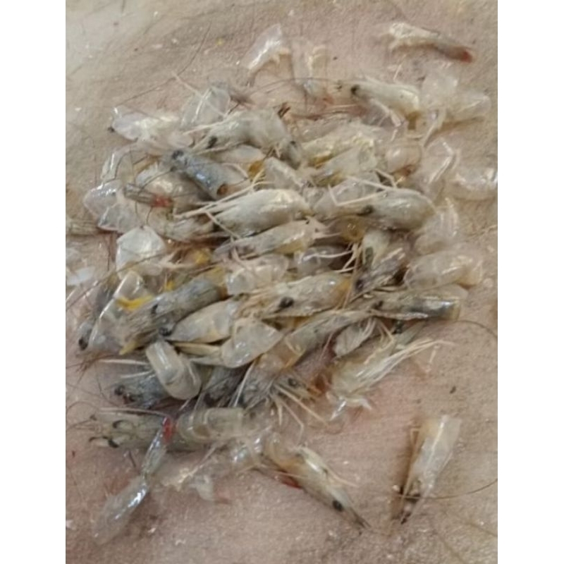 

Kepala udang khusus untuk kaldu 1kg