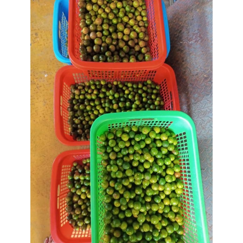 

RB Ekstrak Sari Jeruk Sonkit 250ml /Kasturi/Lemon Cina/Jeruk Kalimansi