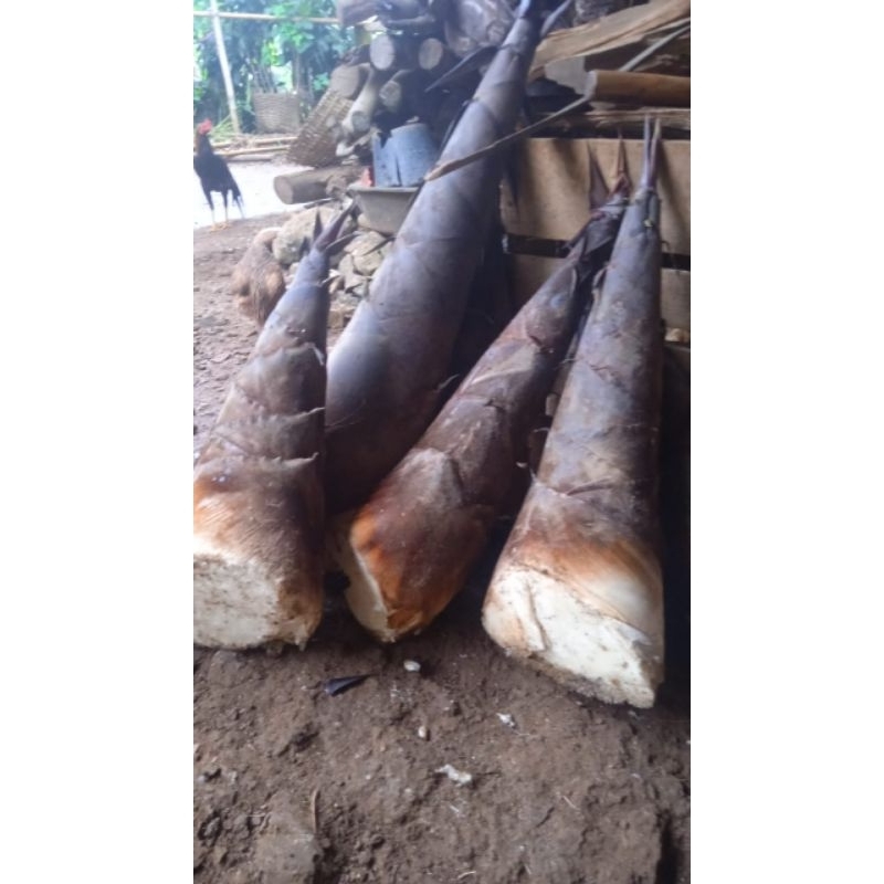 

rebung bambu muda fres 1kg