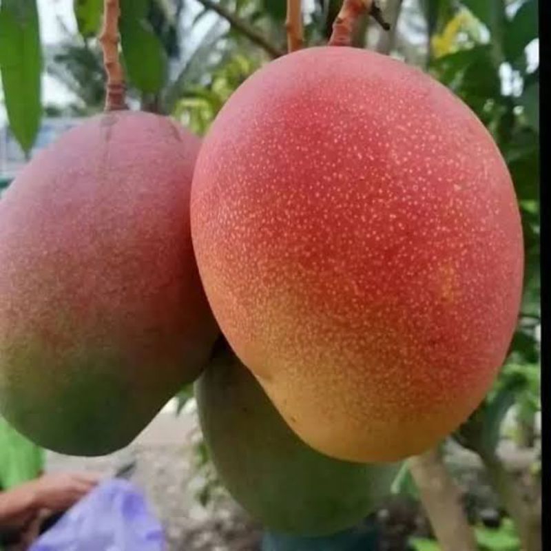 BIBIT MANGGA YUWEN SERI 6|VALID|TINGGI 1,5 METERAN
