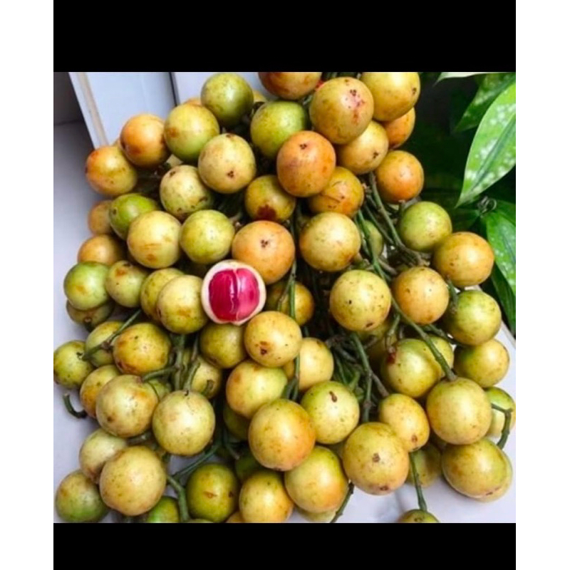 

kamundung/ kapundung sepupunya kosampih free petis kecil