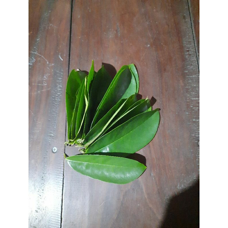

daun sirsak segar 100 lembar