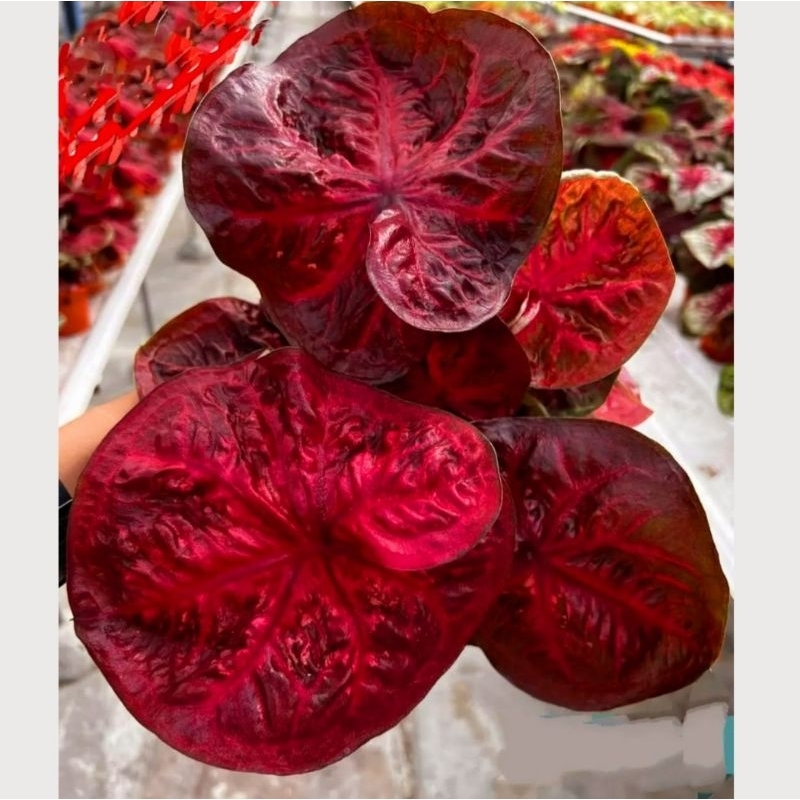 (Bisa COD)Keladi Anjasmara | caladium anjasmara murah meriah | caladium merah merona bukan bonggol