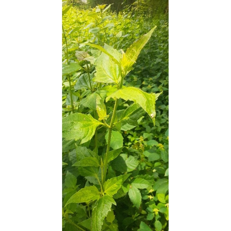 

Daun BALAKACIDA, Daun lalapan daun+batang 500g