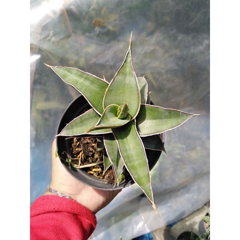 sansevieria lavranos pot 10cm