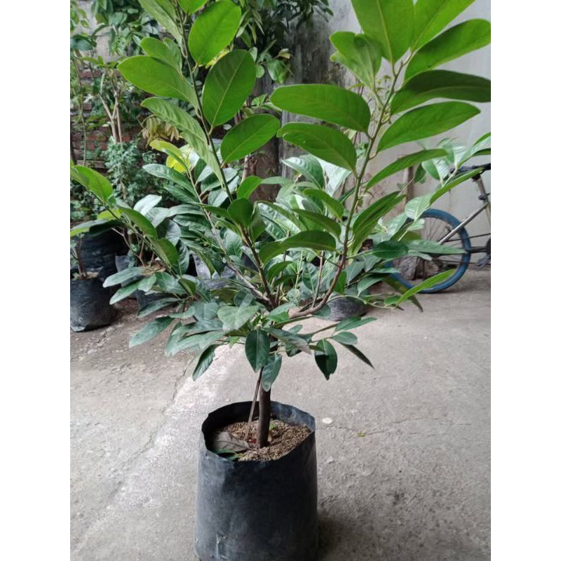 bibit black sapote cangkok super batang besar