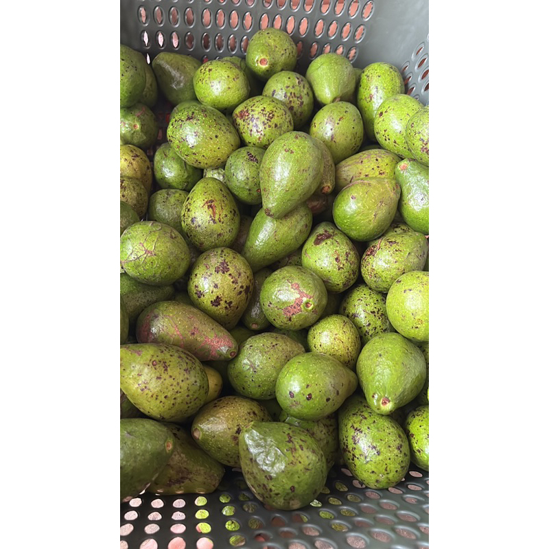 

Alpukat Mentega