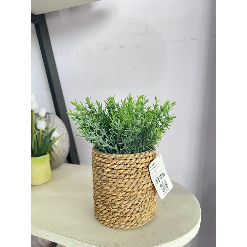 INFORMA TANAMAN//TANAMAN HIAS//INFORMA BUNGA HIAS