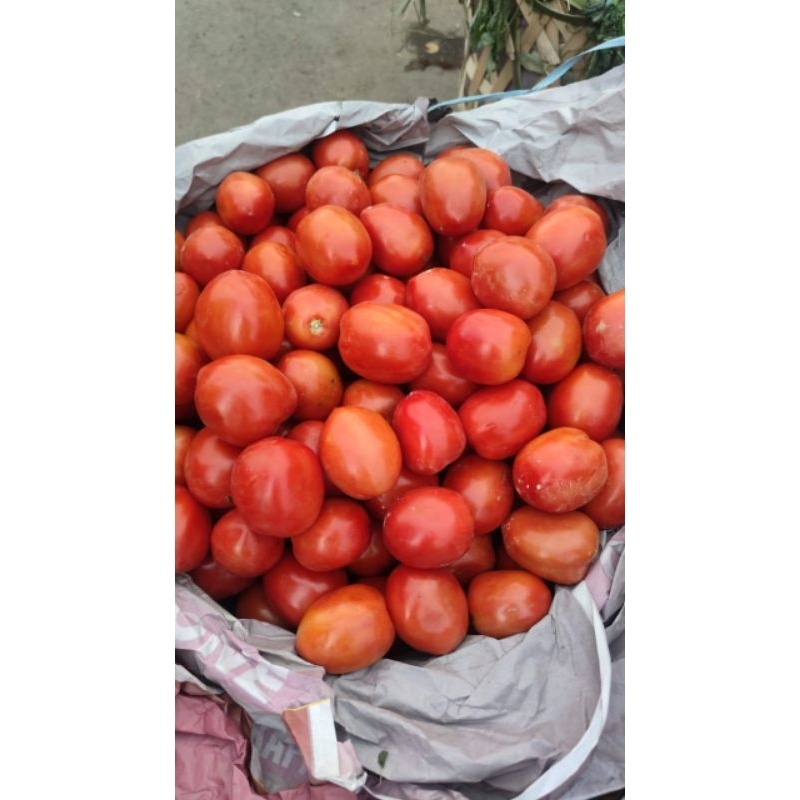 

tomat merah segar - sabuga medan