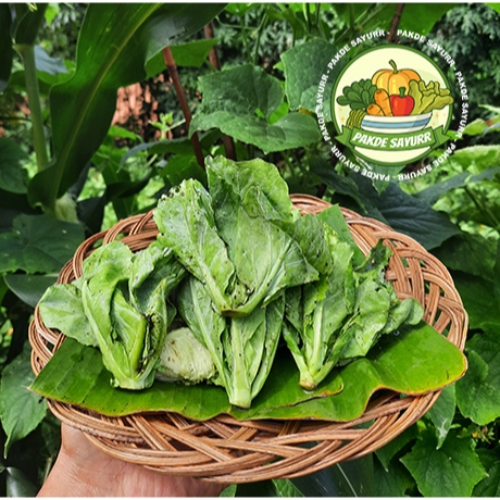 

Sayur Cuciwis Segar Organik Fresh harga per 100 gr