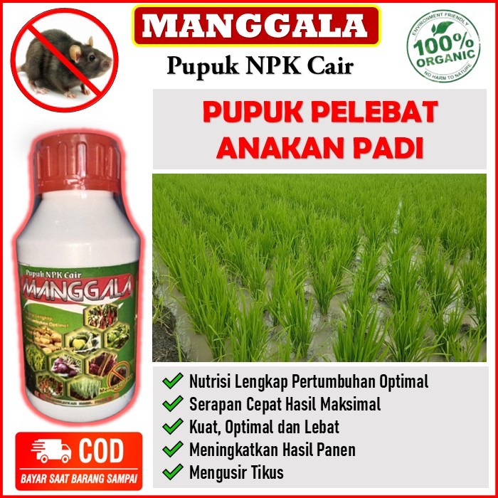 PUPUK NPK CAIR MANGGALA memperbanyak anakan padi - pupuk organik NPK cair MANGGALA pelebat padi plus