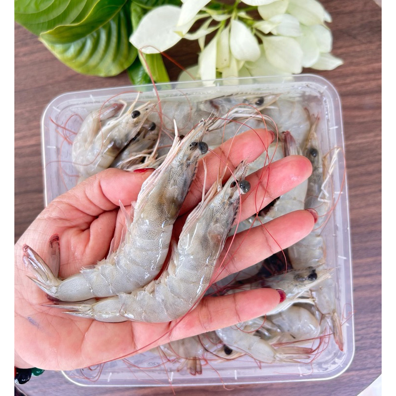 

Udang Vaname k7
