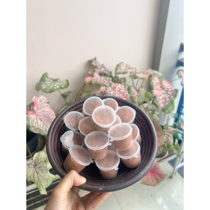 

bumbu cocol Bangkok ala mangga satria