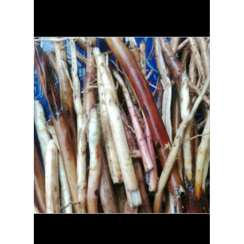 

jual akar PINANGMUDA/1kgsolusi obatkuat pria