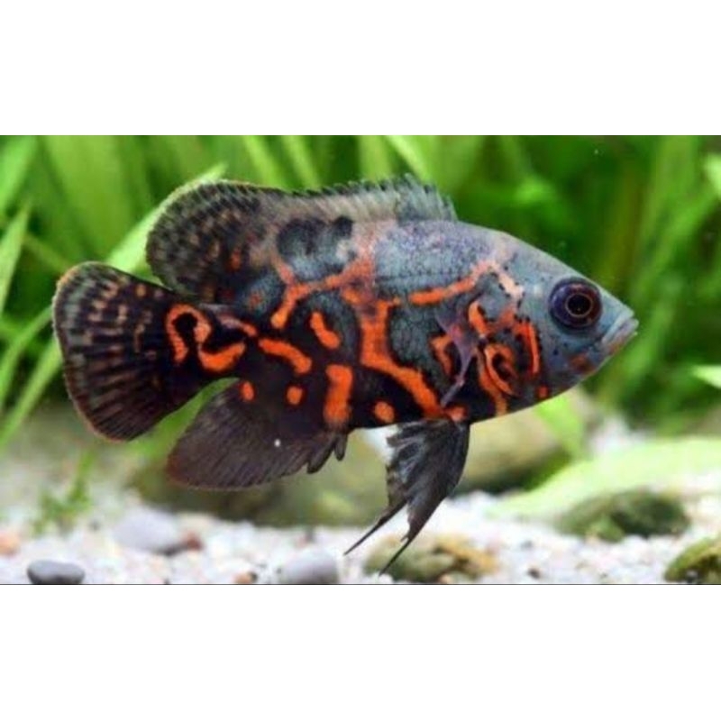ikan Oscar tiger