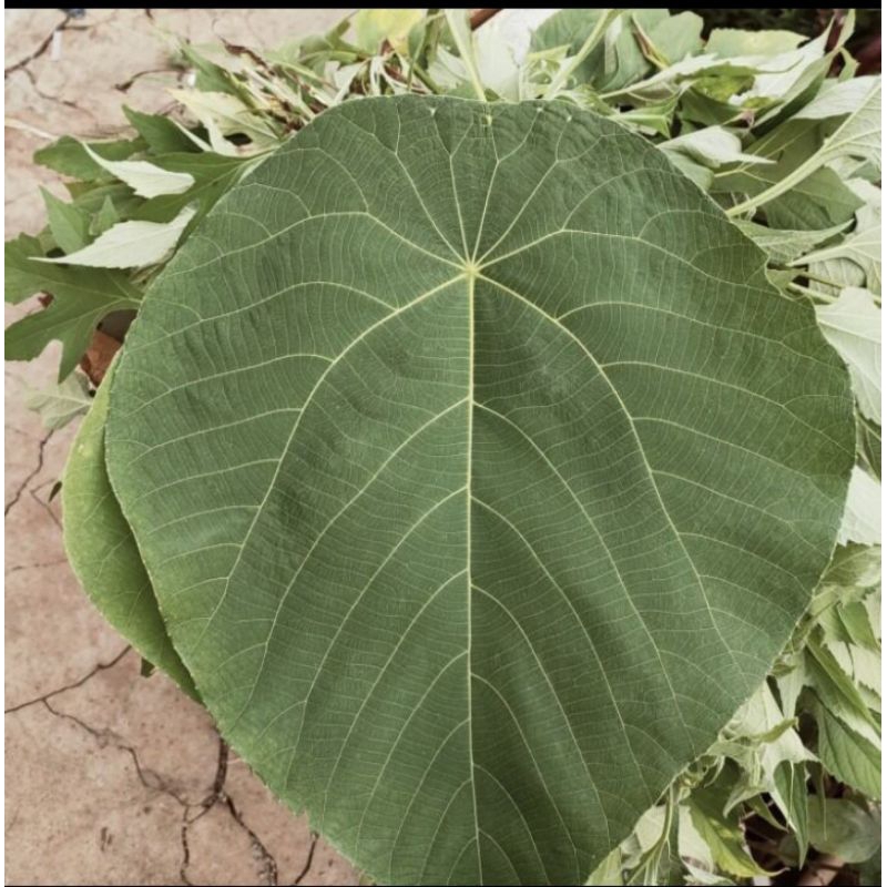 

Daun mara segar petik langsung 500 gram