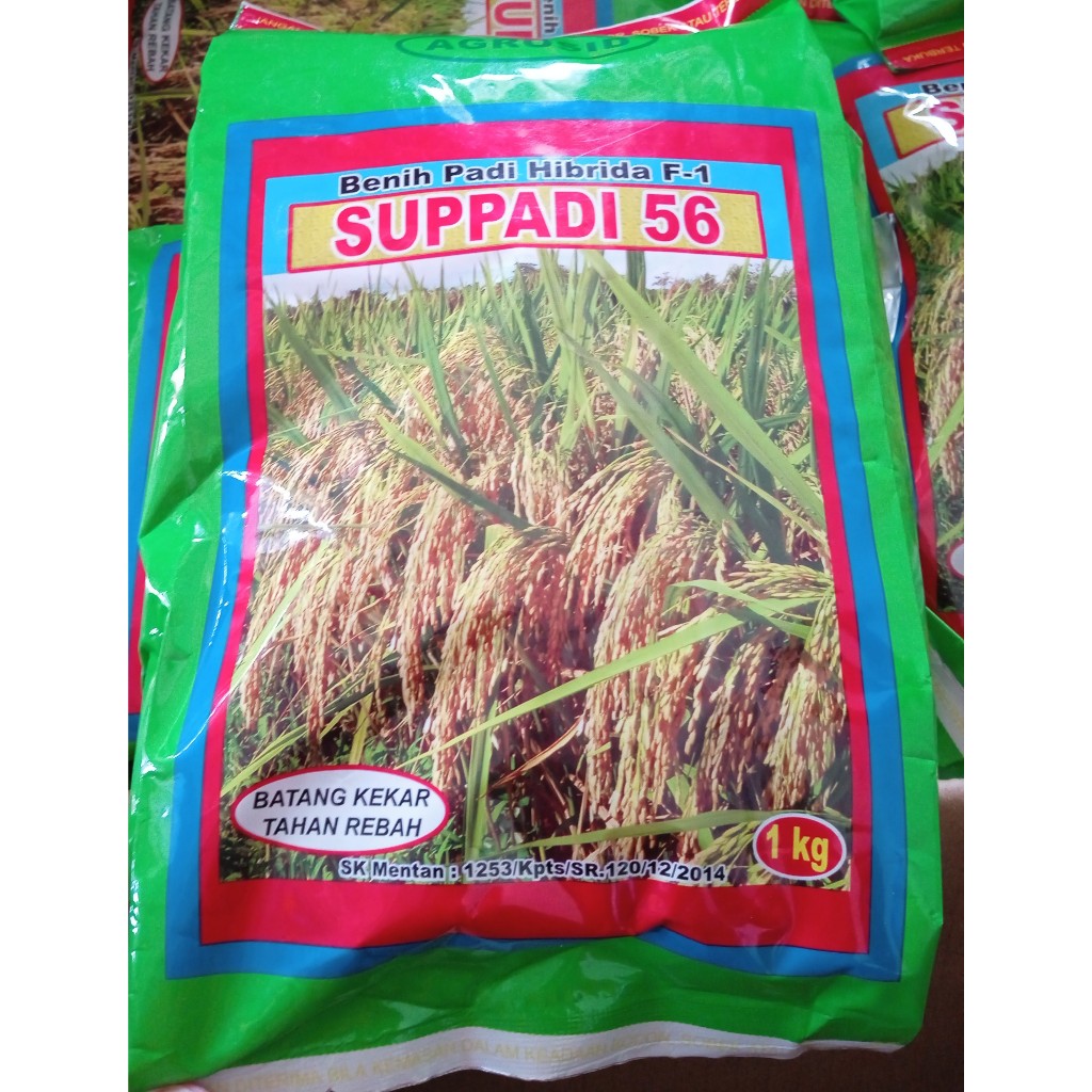 SUPPADI 56 BENIH PADI HIBRIDA F-1