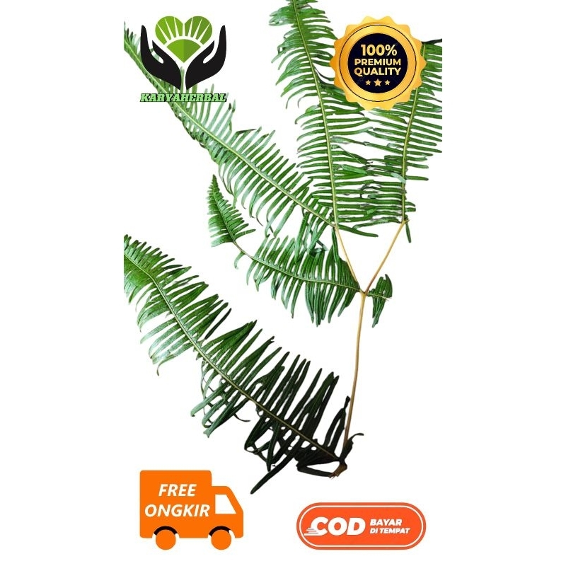DAUN SAGA RAMBAT DAUN SAGA SEGAR PER 100 GRAM