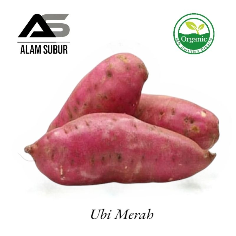 

Ubi merah besar 1 kg