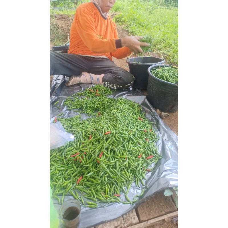 

cabe rawit/padang liwa lampung barat 80 ribu / kg