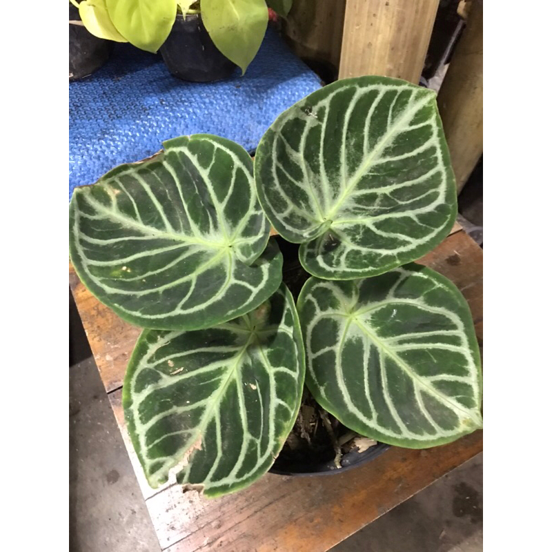 Dorayaki Silver Mangkok ORI