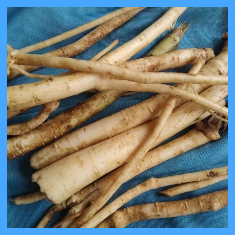

Akar Pohon Pepaya Segar herbal alami (250 gram)