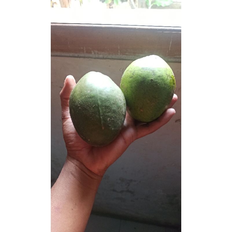 

kedondong jumbo buah segar