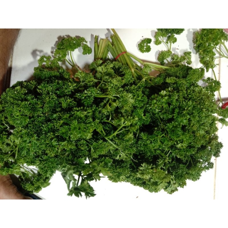 

peterseli 500 gram. Rp. 18.000