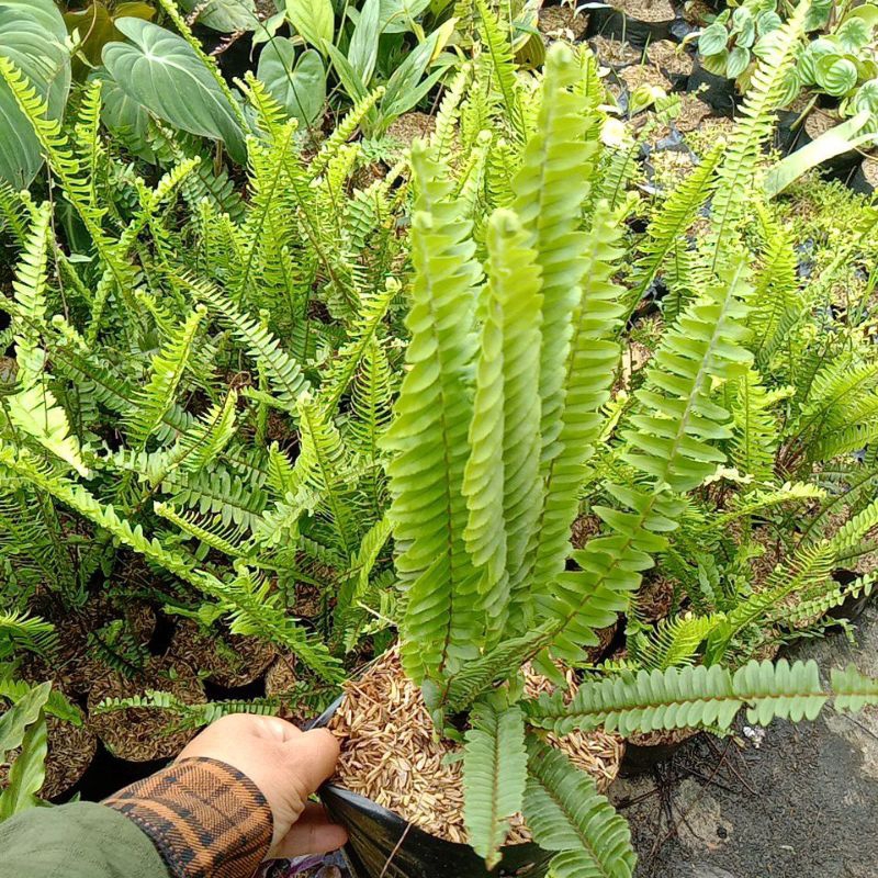 tanaman hias pakis sisir