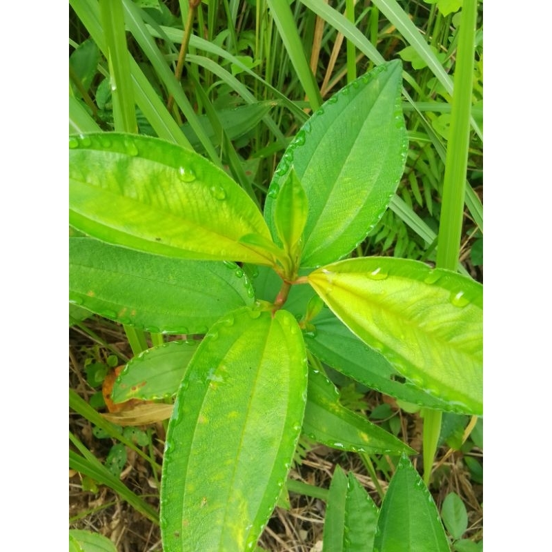 

Daun Harendong Gede (Melastoma malabathricum)Daun senduduk Daun herbal organik/ Nur'falisha oll shopp