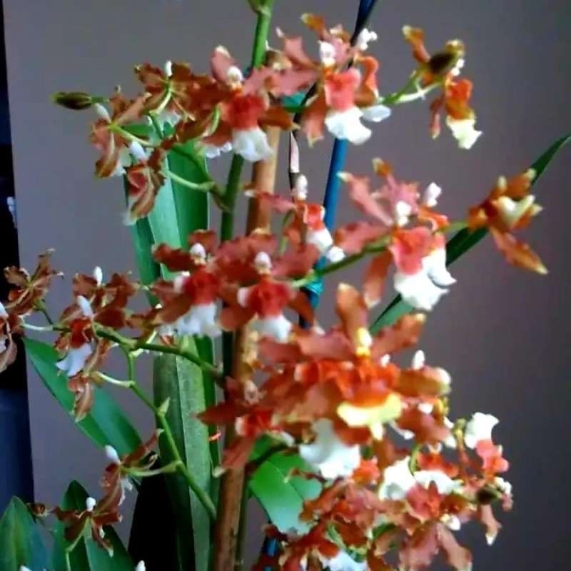 oncidium wangi 3 id