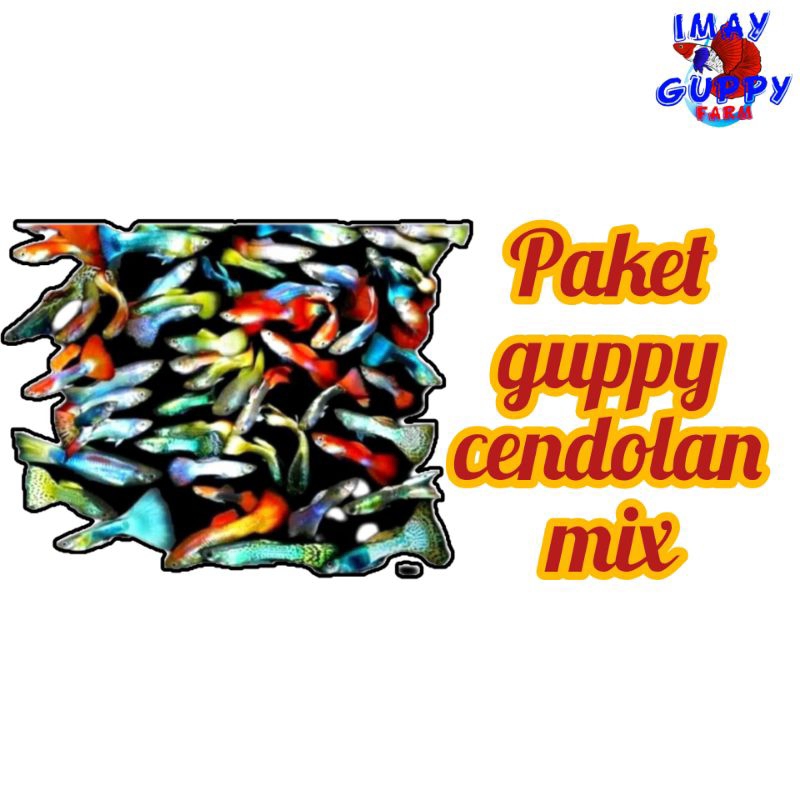 paket 25 ekor guppy cendolan mix