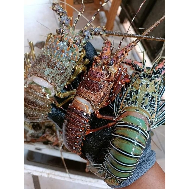 

Lobster Laut