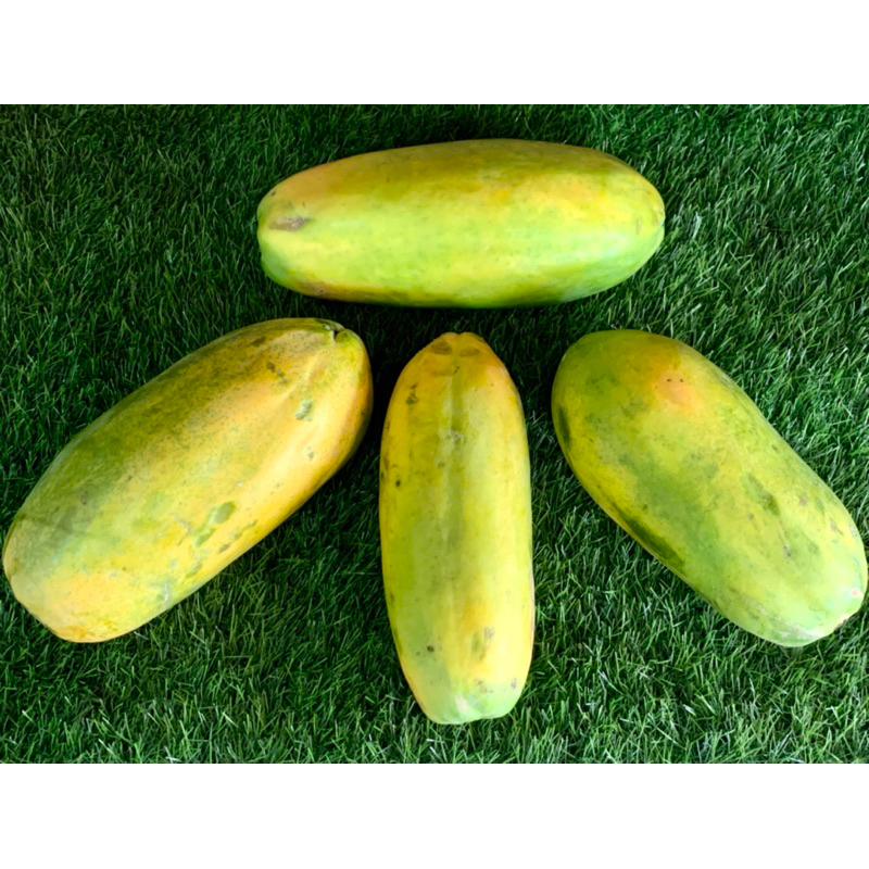 

Pepaya California Grade Super Ukuran 1-1.5kg
