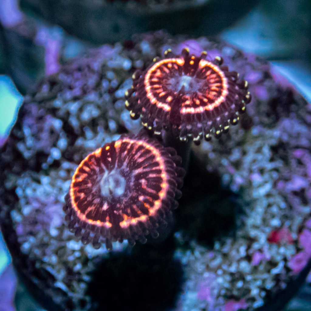 Zoanthid Space Monster Frag Zoa