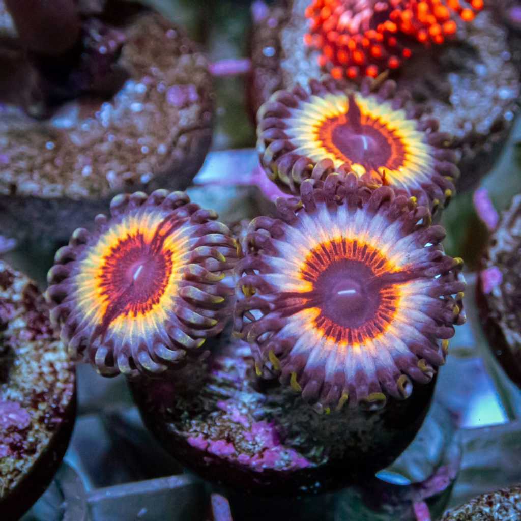 Zoanthid Darwin Vamps Frag Zoa