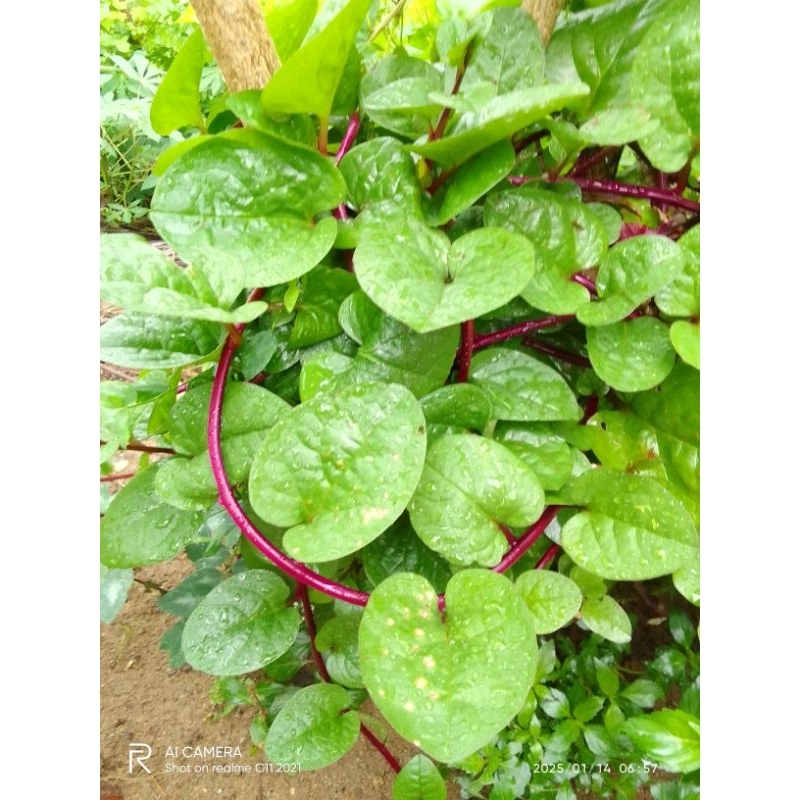 

100 Lembar Daun Binahong/Daun Binahong Merah Fresh Langsung Petik By Rk Herbal Shop